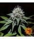 Gorilla Zkittlez (Barney's Farm)