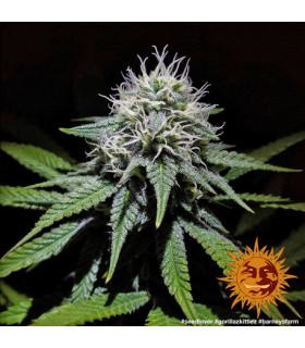 Gorilla Zkittlez (Barney's Farm)