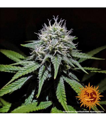 Gorilla Zkittlez (Barney's Farm)