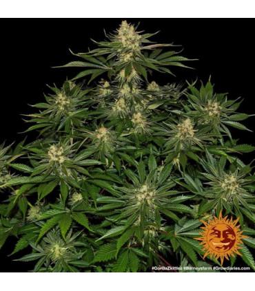 Gorilla Zkittlez (Barney's Farm)