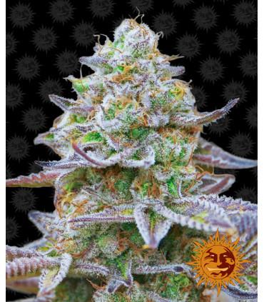 Gorilla Zkittlez (Barney's Farm)