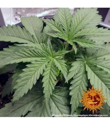 G13 Haze - Barney's Farm