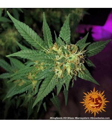 G13 Haze - Barney's Farm