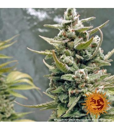 G13 Haze - Barney's Farm