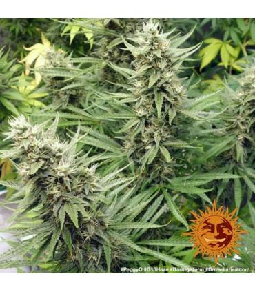 G13 Haze - Barney's Farm