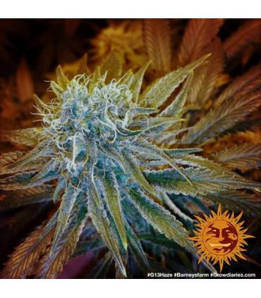 G13 Haze - Barney's Farm