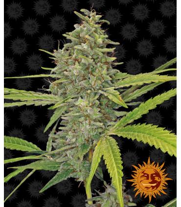 G13 Haze - Barney's Farm