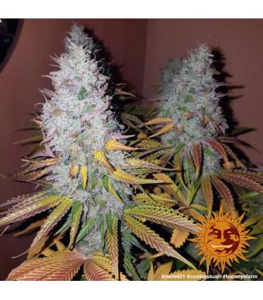 Critical Kush - Barney's Farm