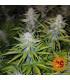 Critical Kush - Barney's Farm