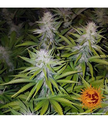Critical Kush - Barney's Farm
