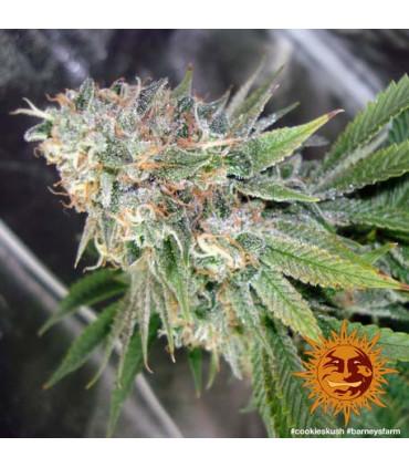 Critical Kush - Barney's Farm