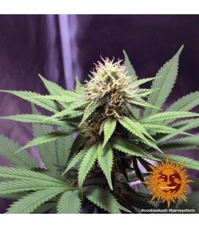 Critical Kush - Barney's Farm