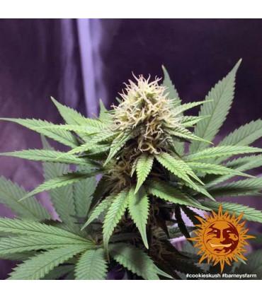 Critical Kush - Barney's Farm