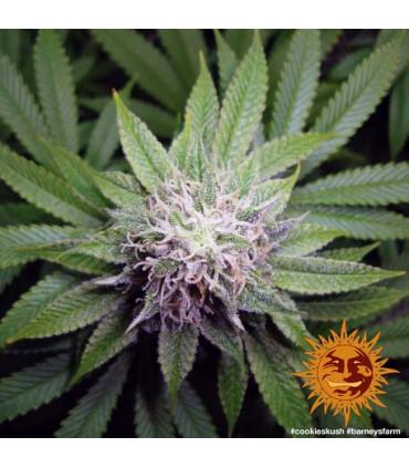 Critical Kush - Barney's Farm