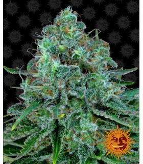 Critical Kush - Barney's Farm