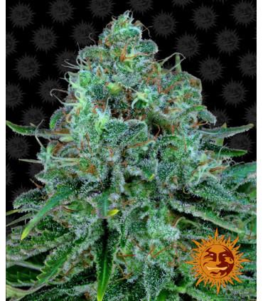 Critical Kush - Barney's Farm