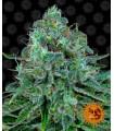 Critical Kush