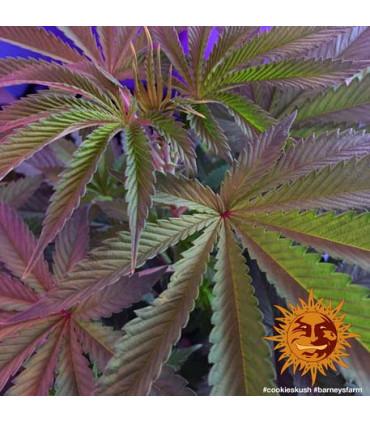 Cookies Kush (Barney's Farm)