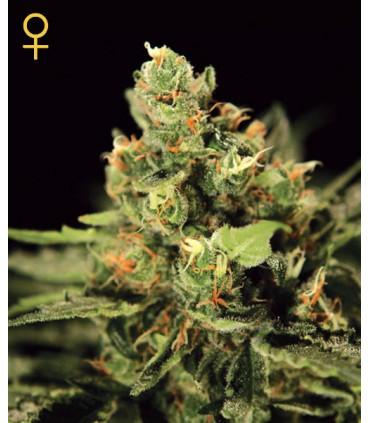 Big Bang Autoflowering