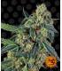 Cookies Kush (Barney's Farm)