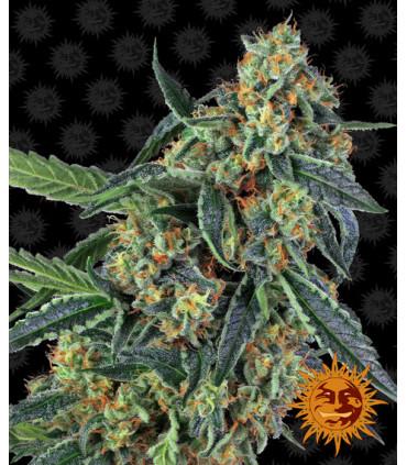 Cookies Kush (Barney's Farm)