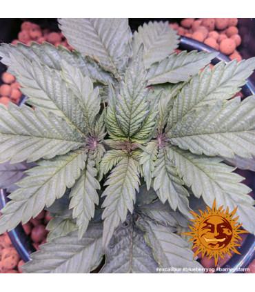 Blueberry OG (Barney's Farm)