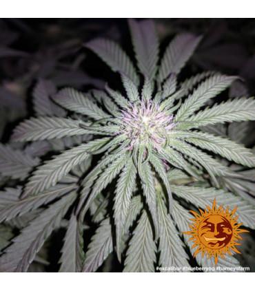 Blueberry OG (Barney's Farm)