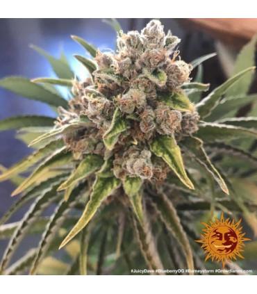 Blueberry OG (Barney's Farm)