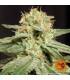 Blueberry OG (Barney's Farm)