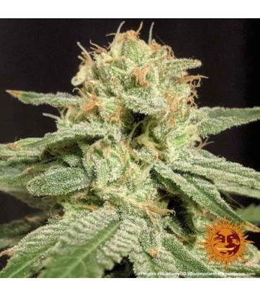 Blueberry OG (Barney's Farm)
