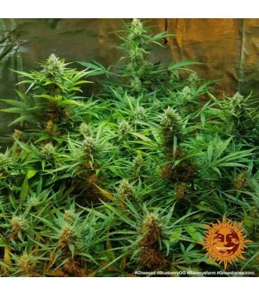 Blueberry OG (Barney's Farm)
