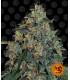 Blueberry OG (Barney's Farm)