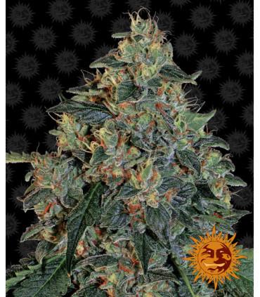 Blueberry OG (Barney's Farm)