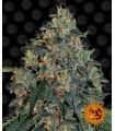 Blueberry OG