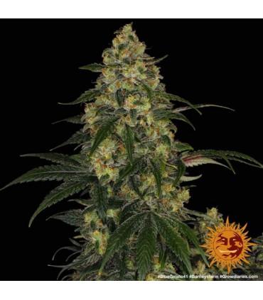 Blue Gelato 41 (Barney's Farm)