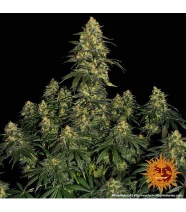 Blue Gelato 41 (Barney's Farm)