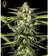 Jack Herer Autoflowering