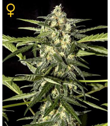 Jack Herer Autoflowering