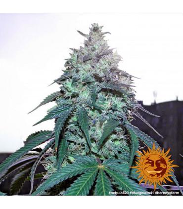 Blue Gelato 41 (Barney's Farm)