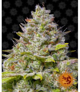 Blue Gelato 41 (Barney's Farm)