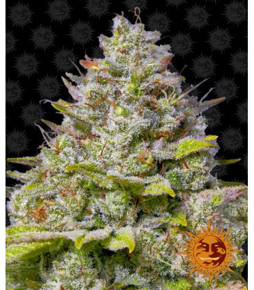 Blue Gelato 41 (Barney's Farm)