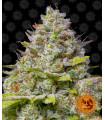Blue Gelato 41