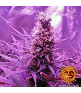 Blue Cheese - Barney's Farm