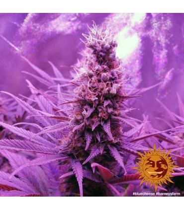 Blue Cheese - Barney's Farm