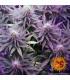Blue Cheese - Barney's Farm