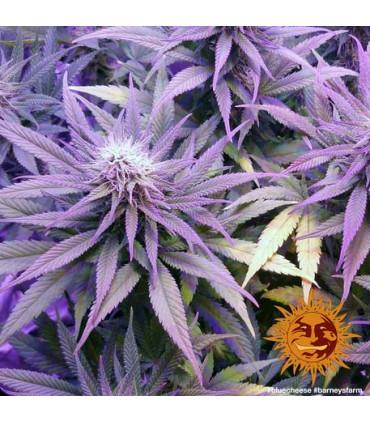 Blue Cheese - Barney's Farm