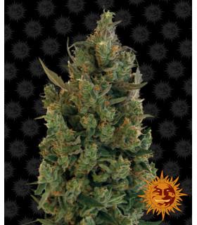 Blue Cheese - Barney's Farm