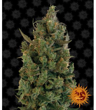 Blue Cheese - Barney's Farm