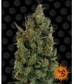 Blue Cheese