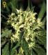 Kalashnikova Autoflowering